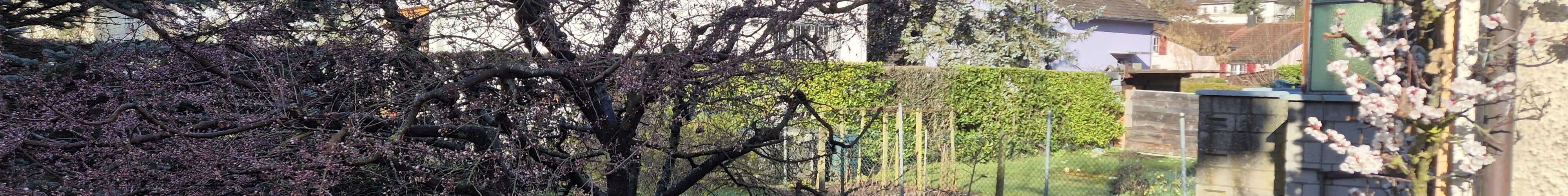 garten eg wohnung mieten